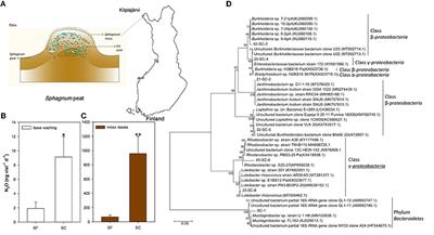 Sphagnum capillifolium holobiont from a subarctic palsa bog aggravates the potential of nitrous oxide emissions